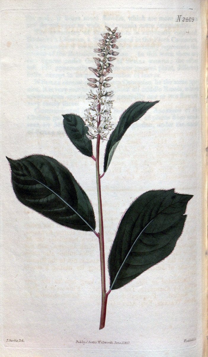 Curtis's botanical magazine. London ; New York [etc.] :Academic Press [etc.]. | "Botanical illustration" Botany Periodicals "Pictorial works" "Plants, Ornamental"  | Vintage Print Reproduction 451452