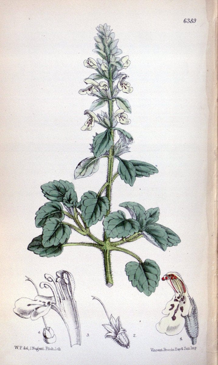 Curtis's botanical magazine. London ; New York [etc.] :Academic Press [etc.]. | "Botanical illustration" Botany Periodicals "Pictorial works" "Plants, Ornamental"  | Vintage Print Reproduction 451455