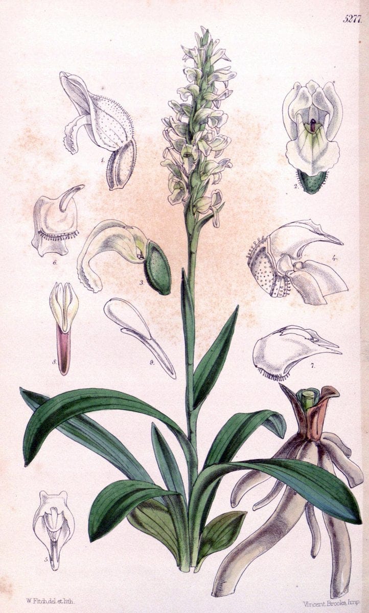 Curtis's botanical magazine. London ; New York [etc.] :Academic Press [etc.]. | "Botanical illustration" Botany Periodicals "Pictorial works" "Plants, Ornamental"  | Vintage Print Reproduction 451456
