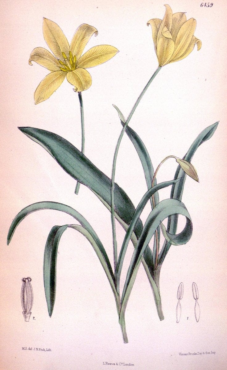 Curtis's botanical magazine. London ; New York [etc.] :Academic Press [etc.]. | "Botanical illustration" Botany Periodicals "Pictorial works" "Plants, Ornamental"  | Vintage Print Reproduction 451457