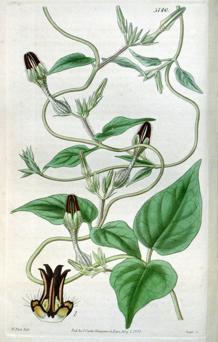 Curtis's botanical magazine..London ;New York [etc.] :Academic Press [etc.]. |  | Vintage Print Reproduction 451458