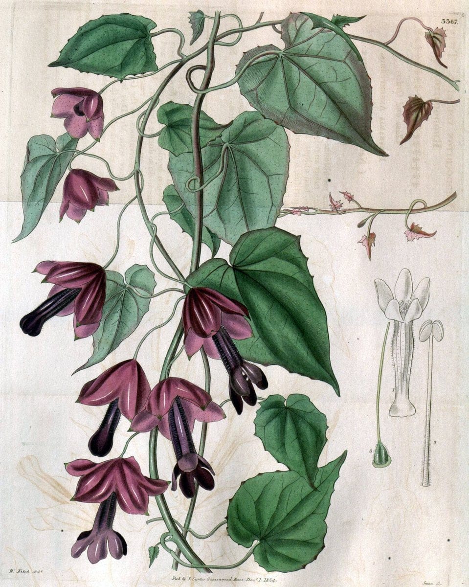 Curtis's botanical magazine..London ;New York [etc.] :Academic Press [etc.]. |  | Vintage Print Reproduction 451459
