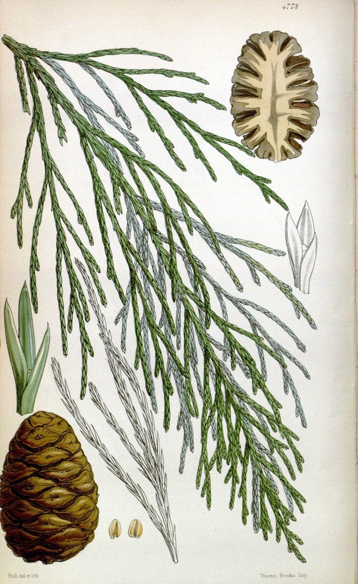 Curtis's botanical magazine. London ;New York [etc.] :Academic Press [etc.]. | Botany Periodicals "Pictorial works"  | Vintage Print Reproduction 451461