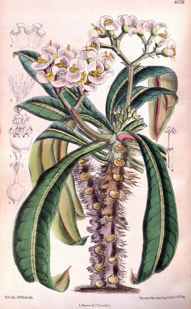 Curtis's botanical magazine. London ; New York [etc.] :Academic Press [etc.]. | "Botanical illustration" Botany Periodicals "Pictorial works" "Plants, Ornamental"  | Vintage Print Reproduction 451467
