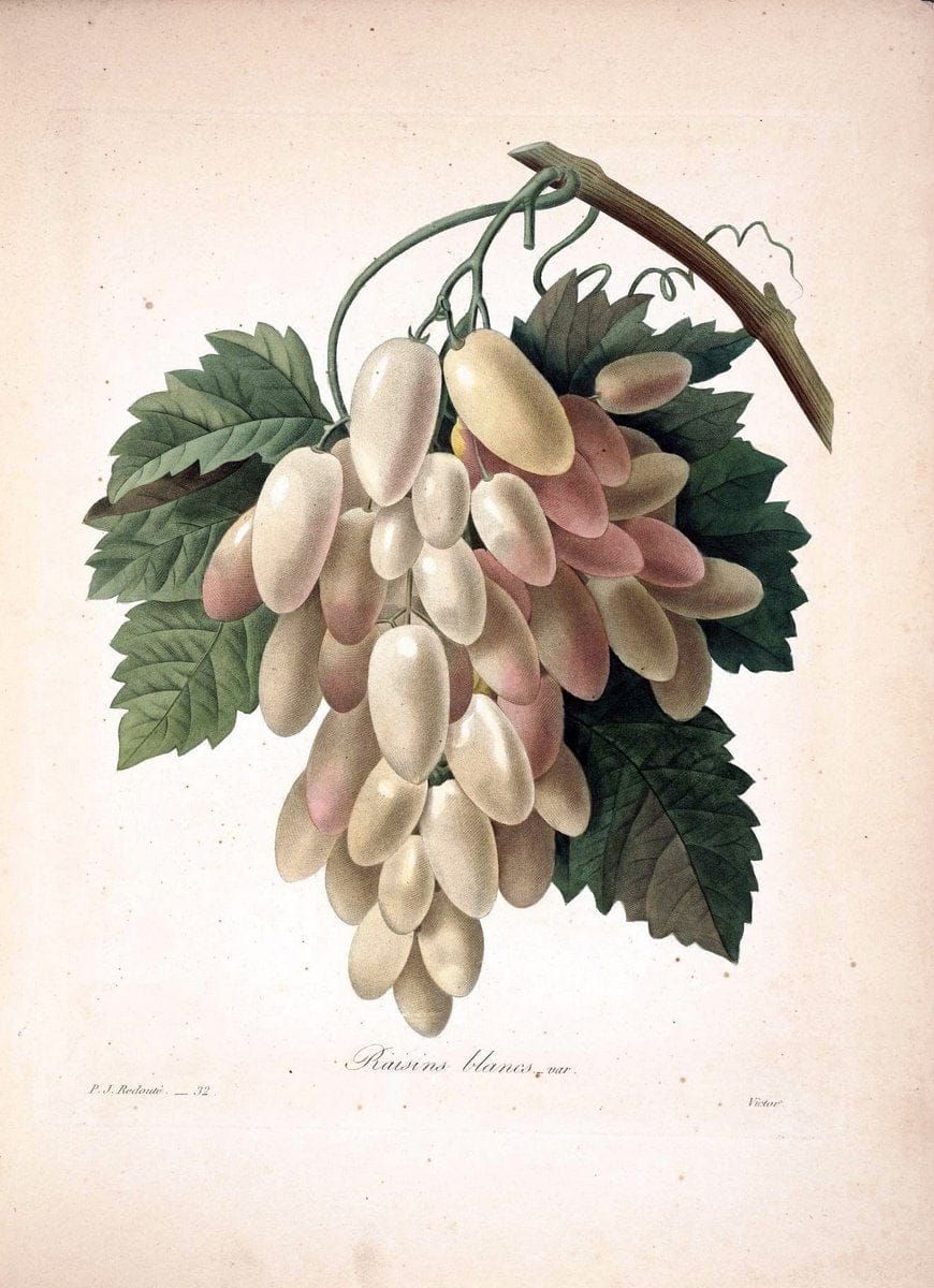 Choix des plus belles fleurs :.Paris :Ernest Panckoucke,[1833].  | 1833 Botany France Icones "Pictorial works"  | Vintage Print Reproduction 451468