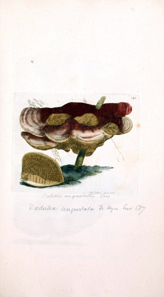 Coloured figures of English fungi or mushrooms. London,Printed by J. Davis,1797-[1809]. | England Mushrooms  | Vintage Print Reproduction 451469