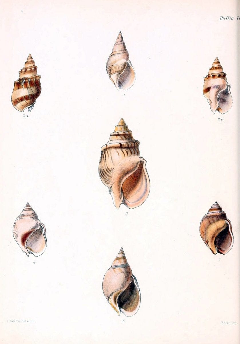 Conchologia iconica, or, Illustrations of the shells of molluscous animals /.London :Reeve, Brothers,1843-1878.. |  | Vintage Print Reproduction 451470