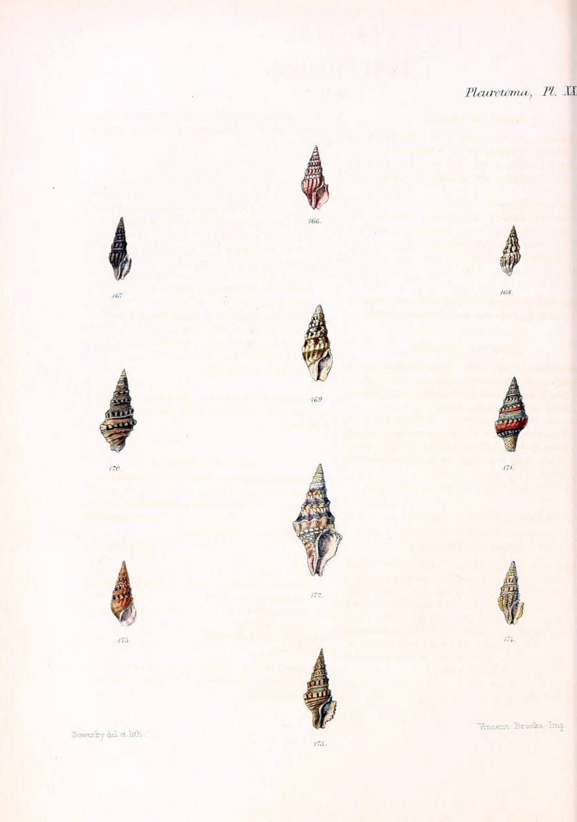 Conchologia iconica, or, Illustrations of the shells of molluscous animals. v.1London :Reeve, Brothers,1843-1878. | Mollusks "Pictorial works" Shells  | Vintage Print Reproduction 451472