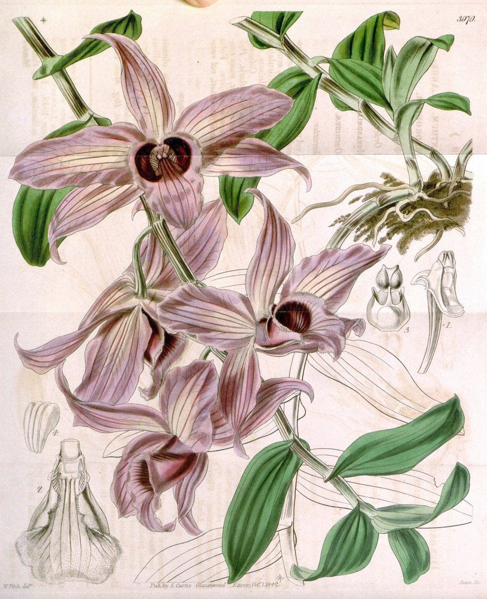 Curtis's botanical magazine. London ; New York [etc.] :Academic Press [etc.]. | "Botanical illustration" Botany Periodicals "Pictorial works" "Plants, Ornamental"  | Vintage Print Reproduction 451473