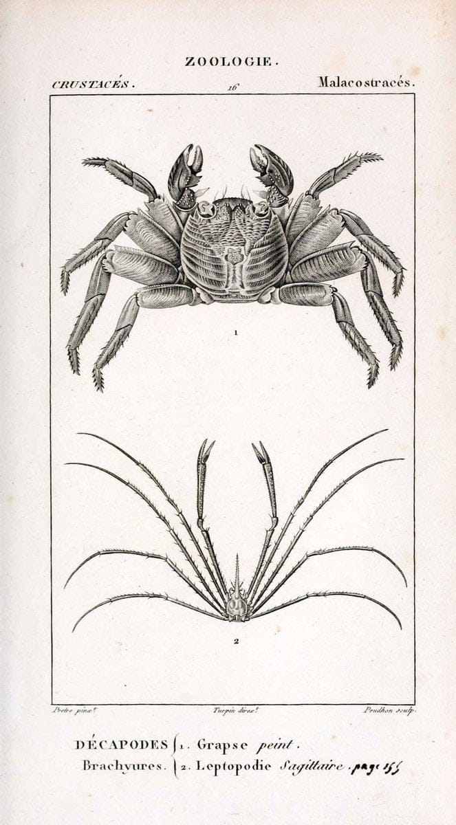 ConsidÃ©rations gÃ©nÃ©rales sur la classe des crustacÃ©s :.Paris :F.G. Levrault,1825.  | Crustacea France Zoology  | Vintage Print Reproduction 451474