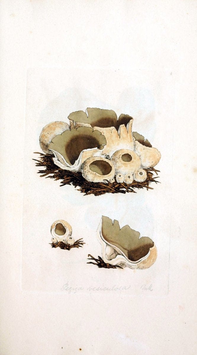Coloured figures of English fungi or mushrooms. London,Printed by J. Davis,1797-[1809]. | England Mushrooms  | Vintage Print Reproduction 451477