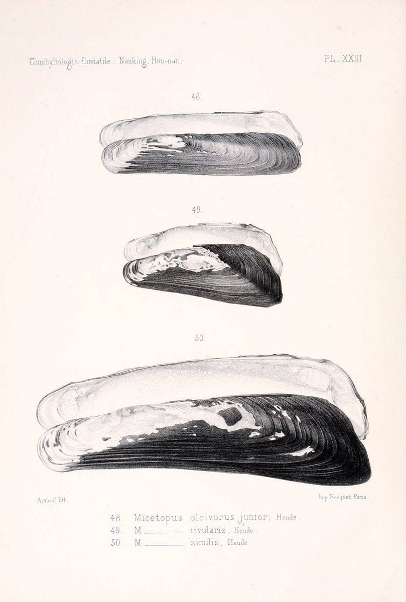 Conchyliologie fluviatile de la province de Nanking et de la Chine centrale /.Paris :Savy,[1875-1885]. | China Mollusks "Nanjing (Jiangsu Sheng)"  | Vintage Print Reproduction 451479