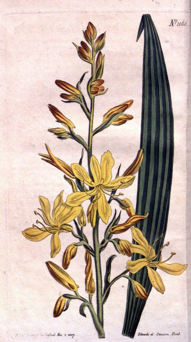 Curtis's botanical magazine. London ; New York [etc.] :Academic Press [etc.]. | "Botanical illustration" Botany Periodicals "Pictorial works" "Plants, Ornamental"  | Vintage Print Reproduction 451480