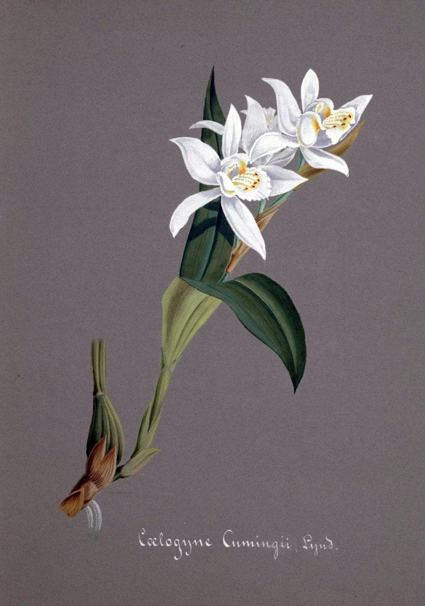 Collection d'orchideÃŒÂes.[S.l. :s.n.,18--]. | "Botanical illustration" Orchidaceae "Orchidaceae in art" "Pictorial works"  | Vintage Print Reproduction 451481