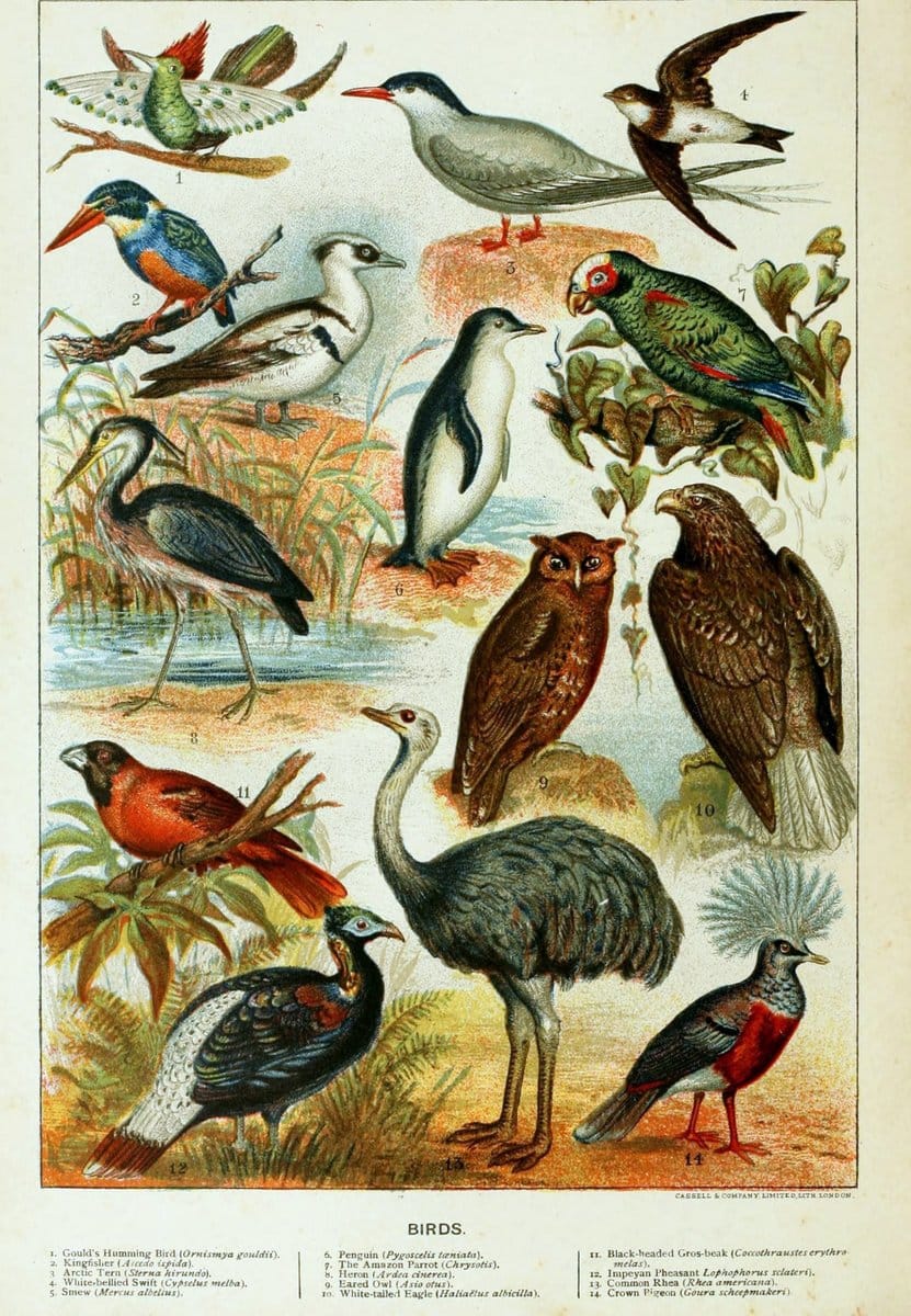 Cassell's natural history. London [etc]Cassell & Company, Limited,1896.  | "Animal behavior" Animals Nomenclature  | Vintage Print Reproduction 451485
