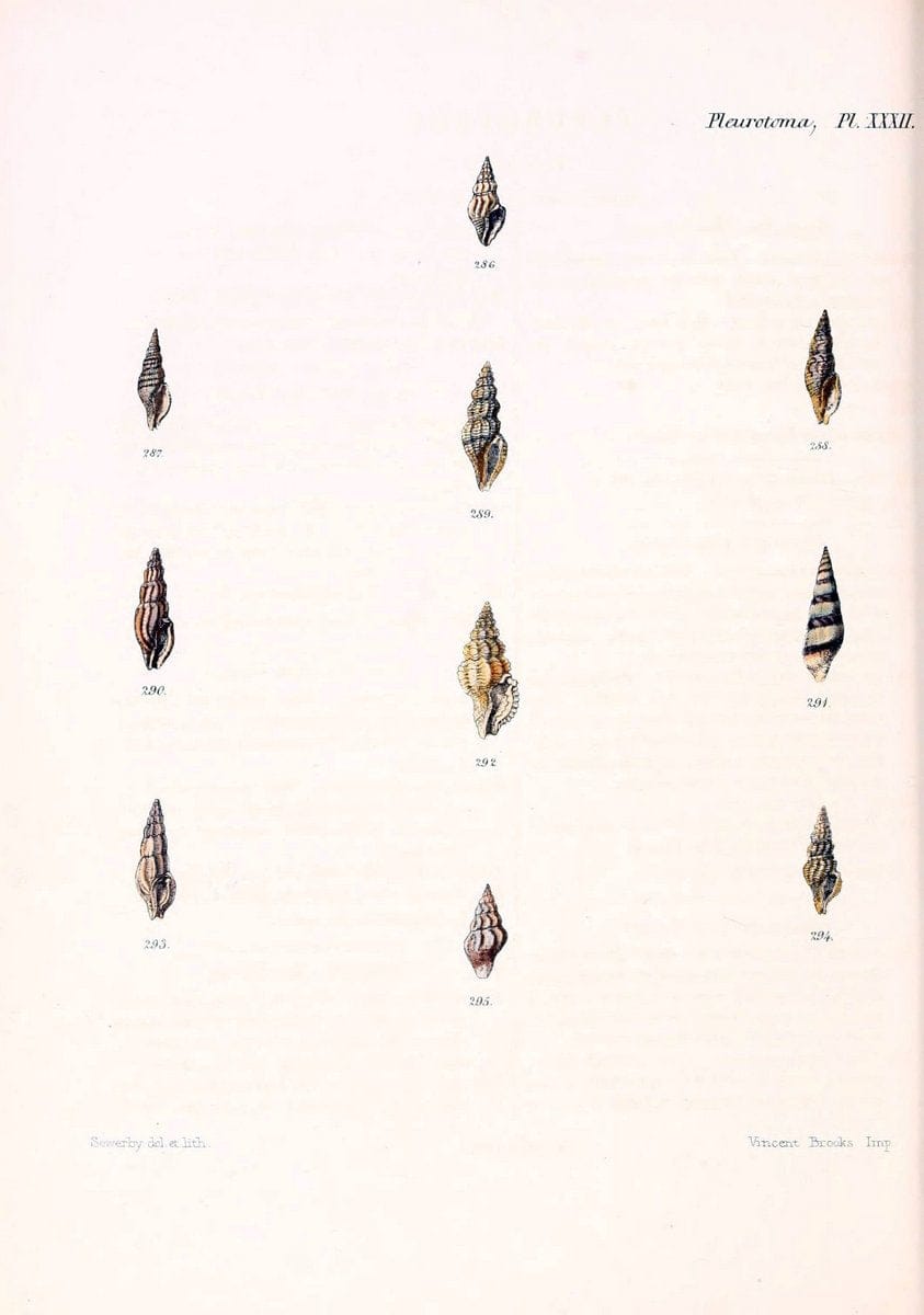 Conchologia iconica, or, Illustrations of the shells of molluscous animals. v.1London :Reeve, Brothers,1843-1878. | Mollusks "Pictorial works" Shells  | Vintage Print Reproduction 451486
