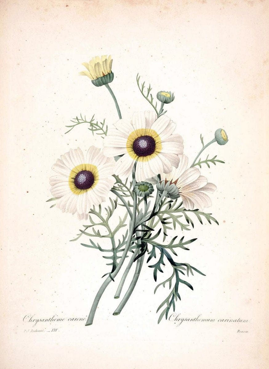 Choix des plus belles fleurs :.Paris:Ernest Panckoucke,[1833].. |  | Vintage Print Reproduction 451488