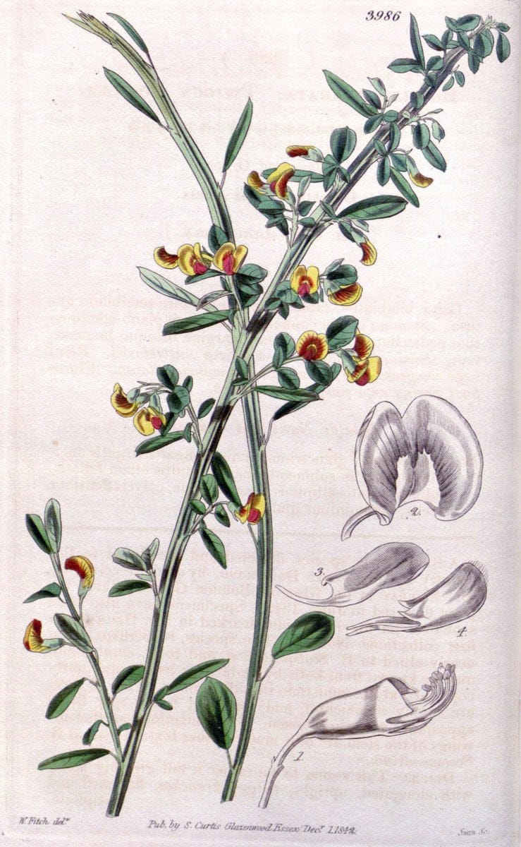 Curtis's botanical magazine. London ; New York [etc.] :Academic Press [etc.]. | "Botanical illustration" Botany Periodicals "Pictorial works" "Plants, Ornamental"  | Vintage Print Reproduction 451490