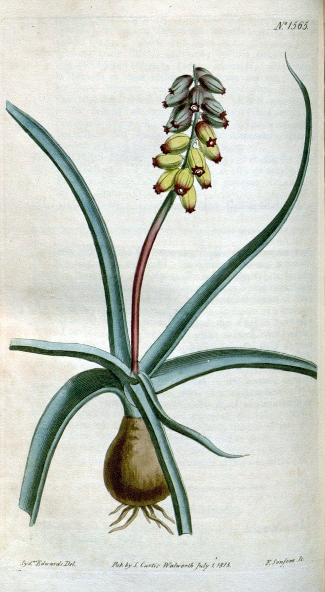 Curtis's botanical magazine. London ; New York [etc.] :Academic Press [etc.]. | "Botanical illustration" Botany Periodicals "Pictorial works" "Plants, Ornamental"  | Vintage Print Reproduction 451494