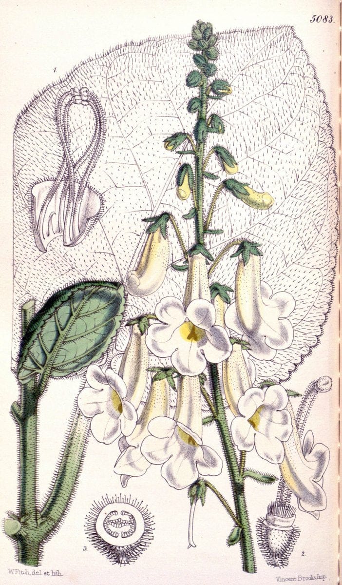 Curtis's botanical magazine. London ; New York [etc.] :Academic Press [etc.]. | "Botanical illustration" Botany Periodicals "Pictorial works" "Plants, Ornamental"  | Vintage Print Reproduction 451496