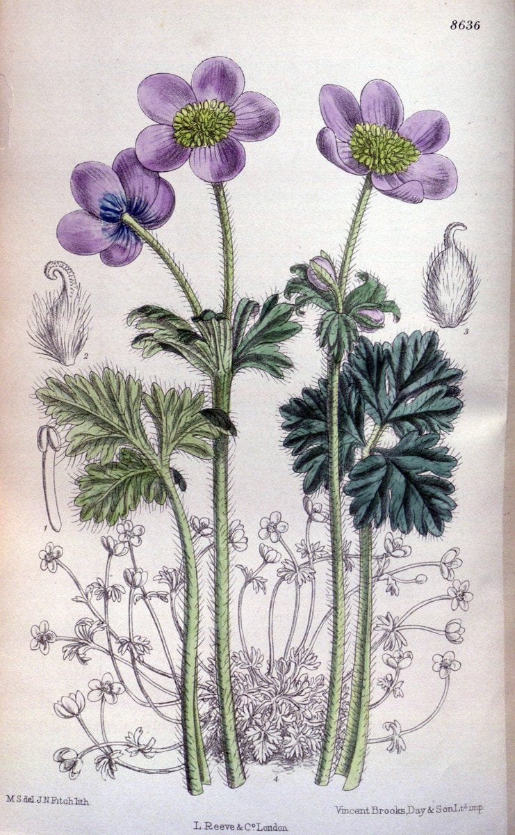 Curtis's botanical magazine. London ; New York [etc.] :Academic Press [etc.]. | "Botanical illustration" Botany Periodicals "Pictorial works" "Plants, Ornamental"  | Vintage Print Reproduction 451497