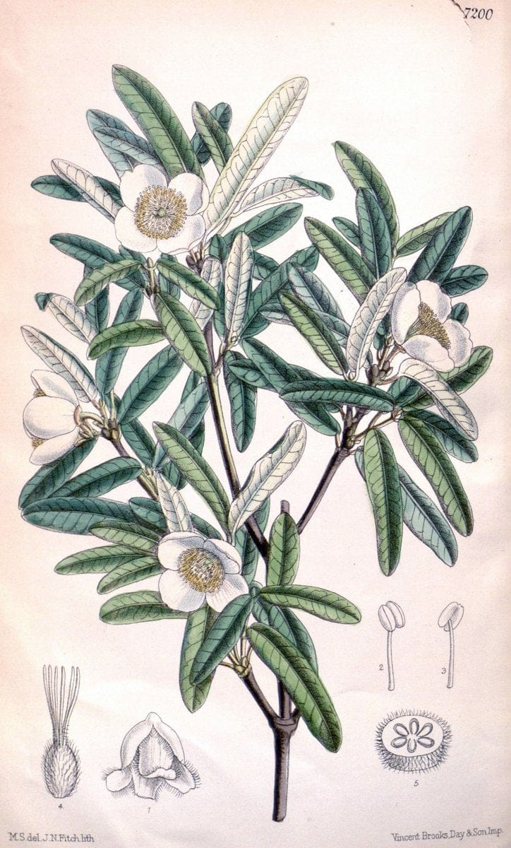Curtis's botanical magazine. London ; New York [etc.] :Academic Press [etc.]. | "Botanical illustration" Botany Periodicals "Pictorial works" "Plants, Ornamental"  | Vintage Print Reproduction 451499
