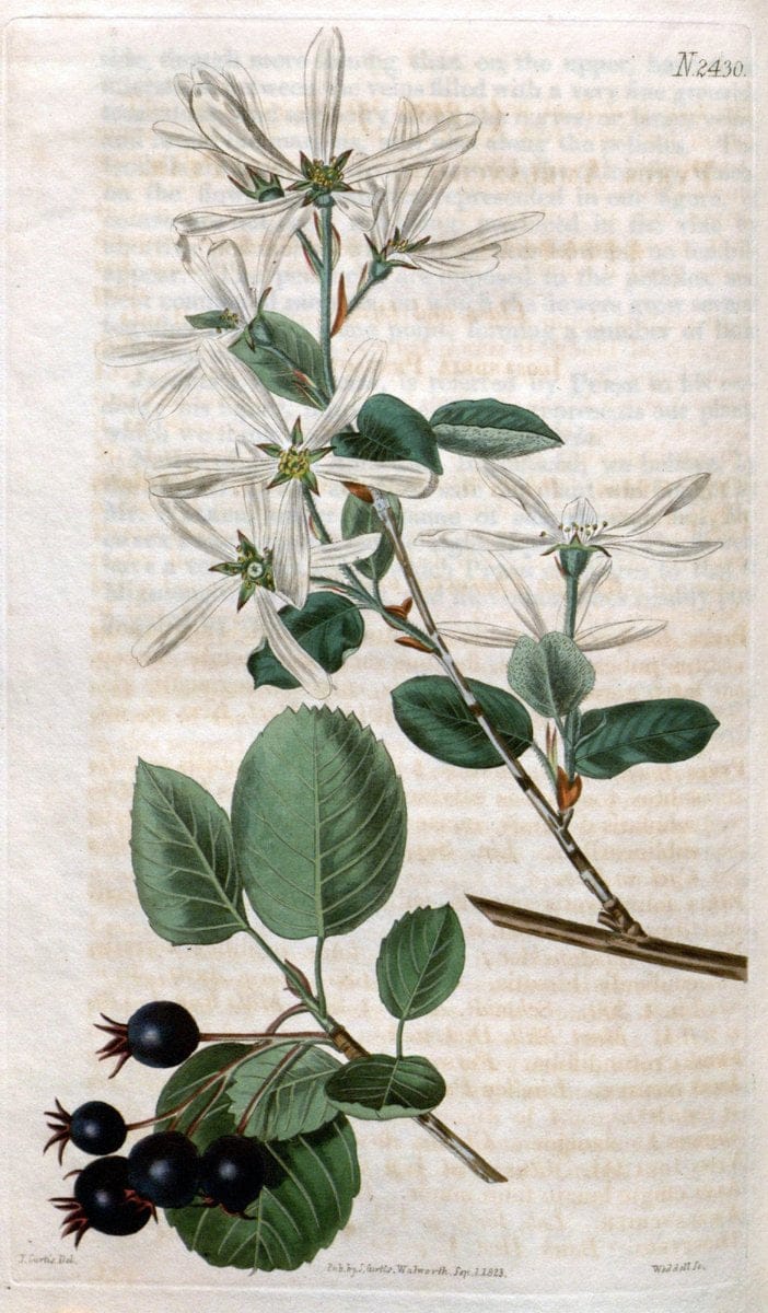 Curtis's botanical magazine. London ; New York [etc.] :Academic Press [etc.]. | "Botanical illustration" Botany Periodicals "Pictorial works" "Plants, Ornamental"  | Vintage Print Reproduction 451500
