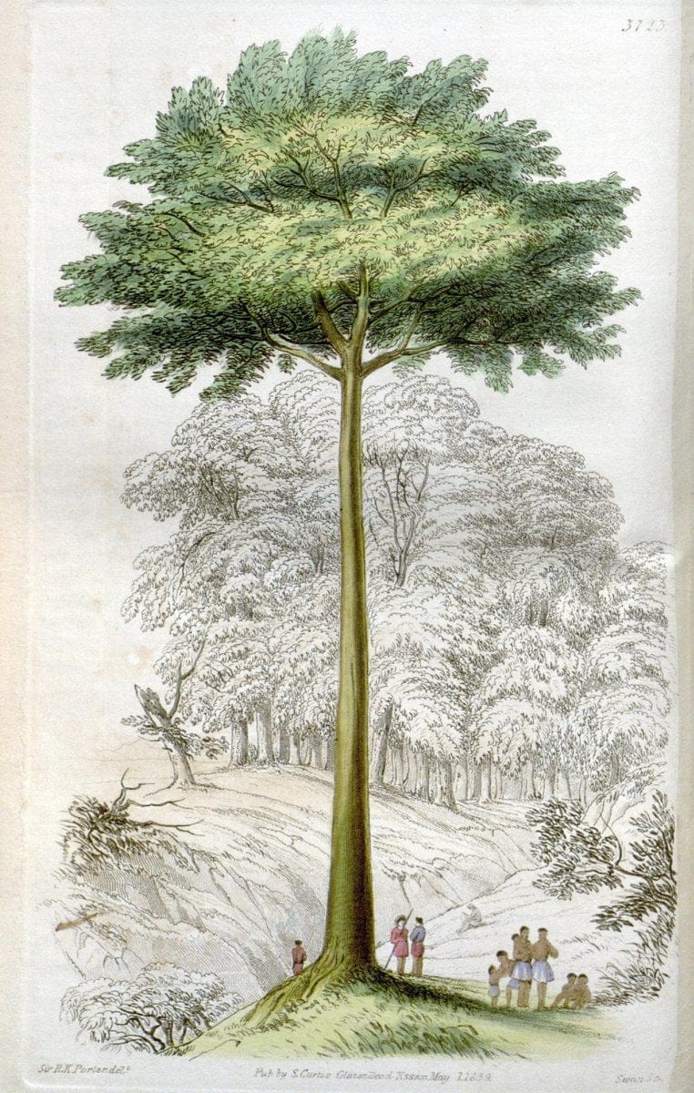 Curtis's botanical magazine..London ;New York [etc.] :Academic Press [etc.]. |  | Vintage Print Reproduction 451503
