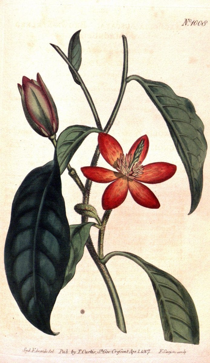 Curtis's botanical magazine. London ;New York [etc.] :Academic Press [etc.]. | Botany Periodicals "Pictorial works"  | Vintage Print Reproduction 451504