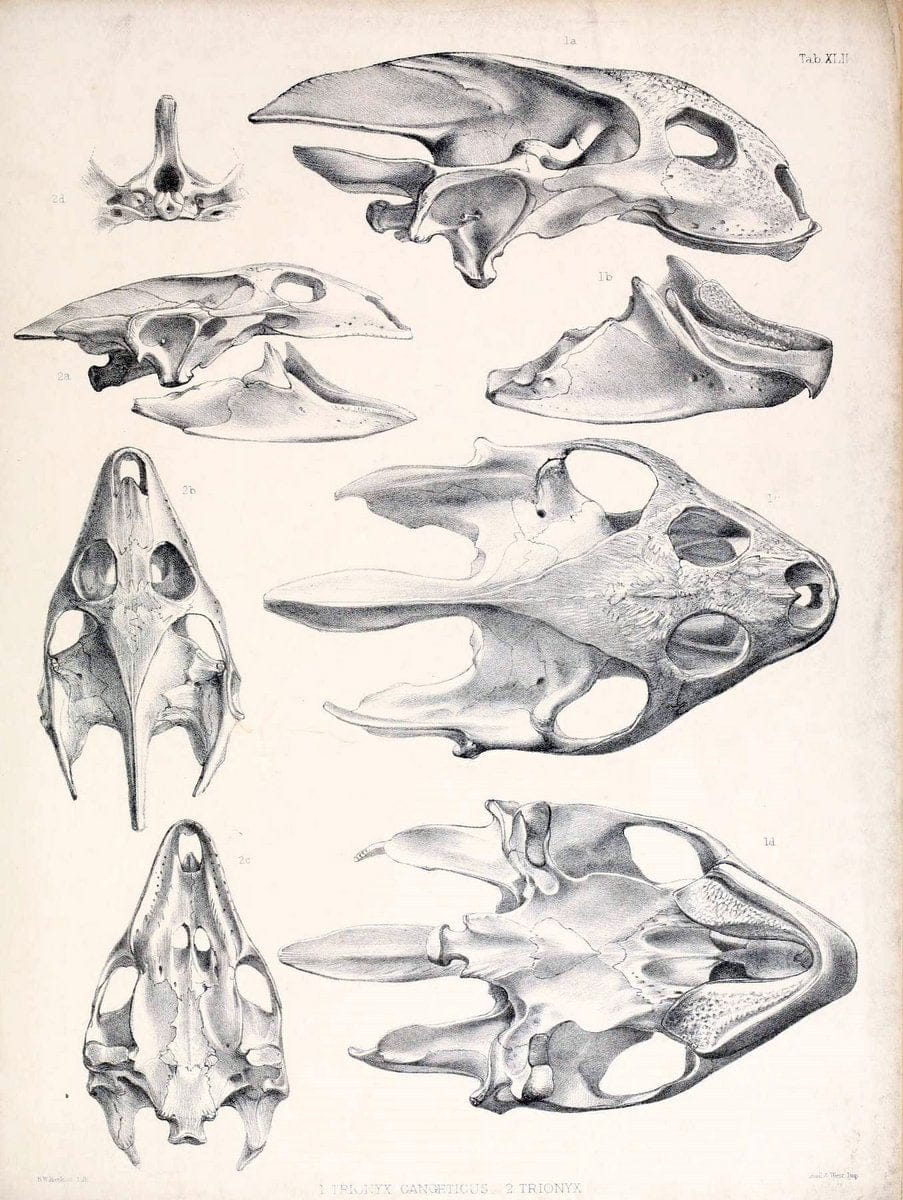 Catalogue of shield reptiles in the collection of the British Museum /.London :Printed by order of the Trustees,1855-1872.  | Vintage Print Reproduction 451510