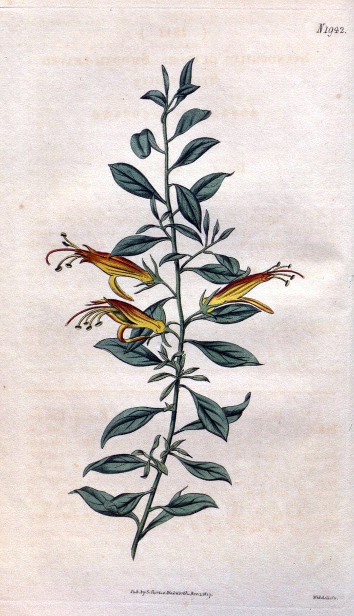 Curtis's botanical magazine. London ; New York [etc.] :Academic Press [etc.]. | "Botanical illustration" Botany Periodicals "Pictorial works" "Plants, Ornamental"  | Vintage Print Reproduction 451512
