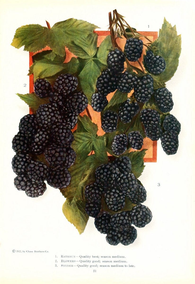 Chase fruit and flowers in natural colorsRochester, N.Y.,Chase brothers company[c1922] | Vintage Print Reproduction 451514