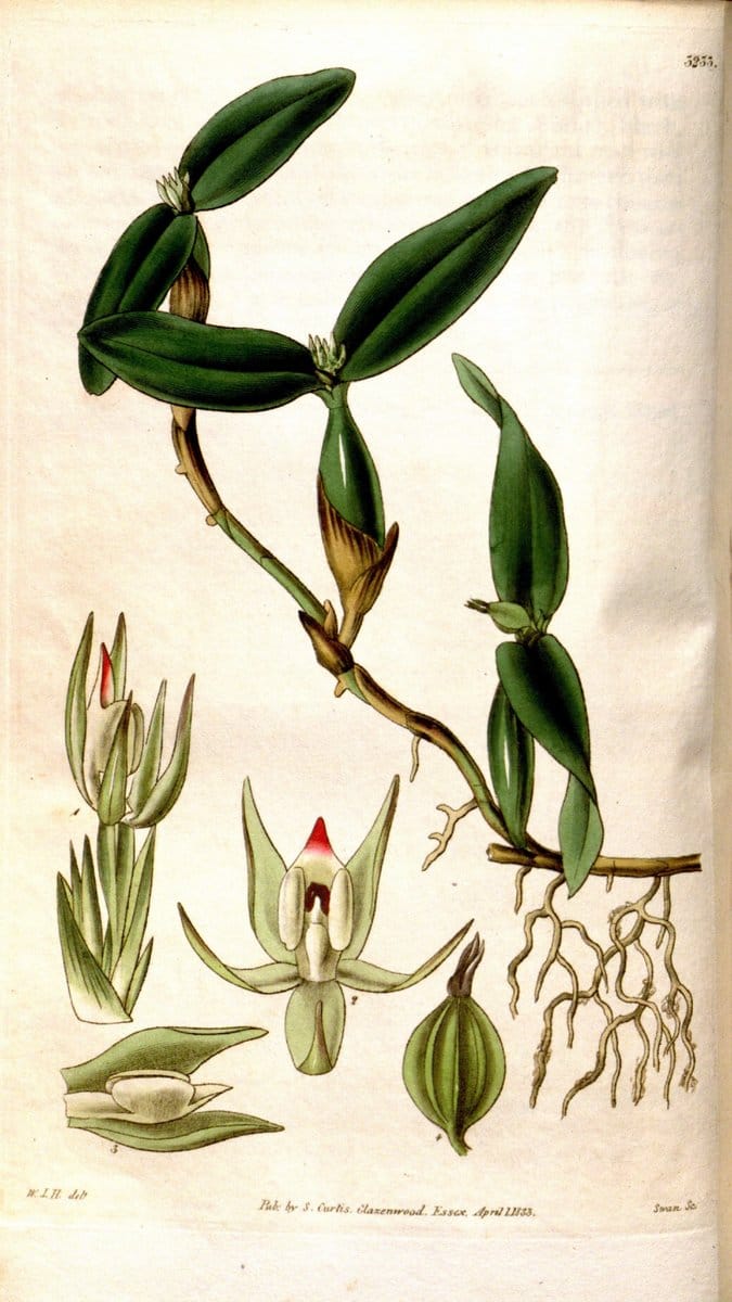 Curtis's botanical magazine. London ; New York [etc.] :Academic Press [etc.]. | "Botanical illustration" Botany Periodicals "Pictorial works" "Plants, Ornamental"  | Vintage Print Reproduction 451517