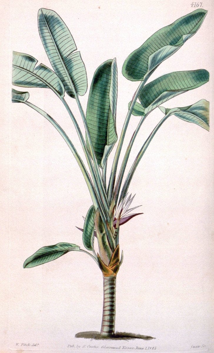 Curtis's botanical magazine. London ; New York [etc.] :Academic Press [etc.]. | "Botanical illustration" Botany Periodicals "Pictorial works" "Plants, Ornamental"  | Vintage Print Reproduction 451519