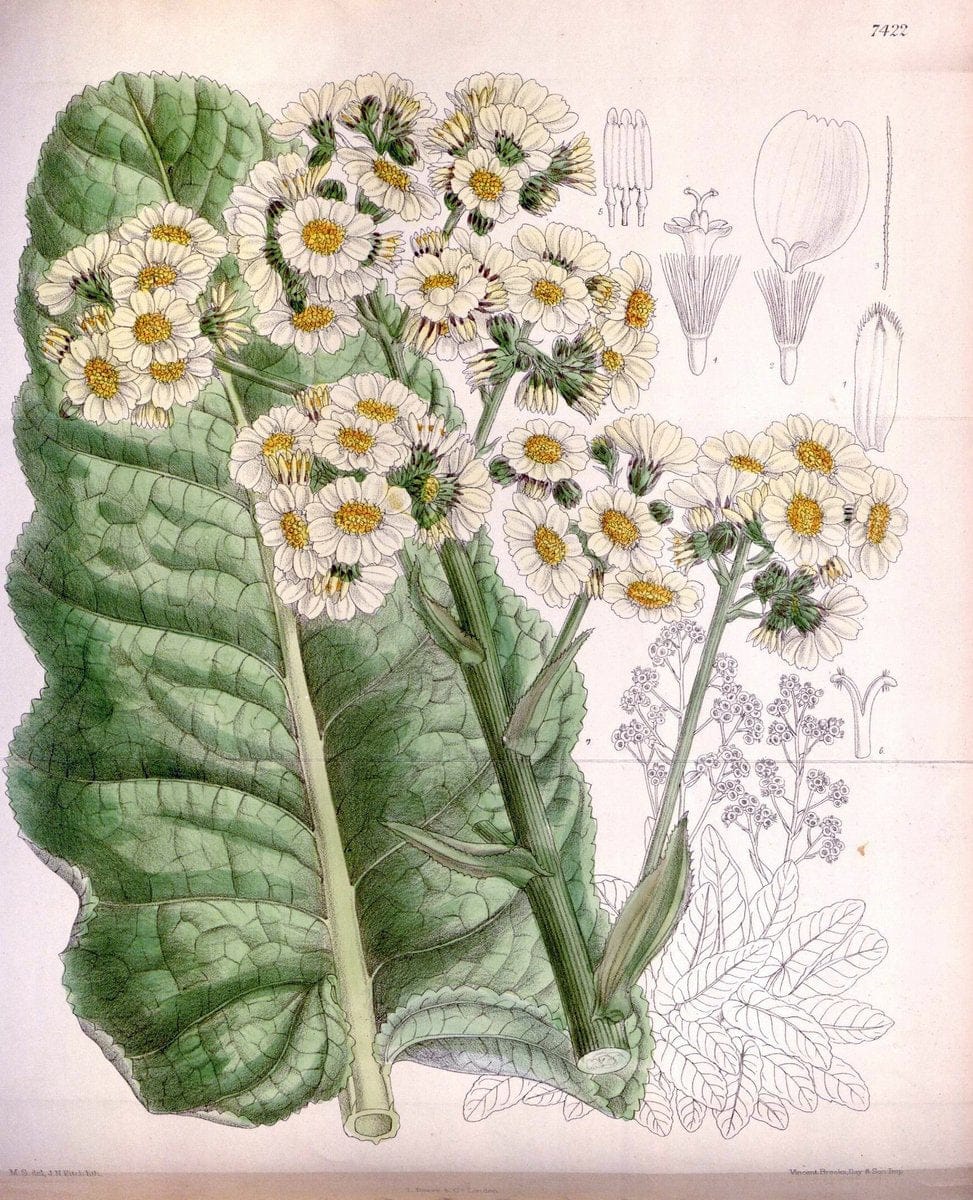Curtis's botanical magazine. London ; New York [etc.] :Academic Press [etc.]. | "Botanical illustration" Botany Periodicals "Pictorial works" "Plants, Ornamental"  | Vintage Print Reproduction 451521