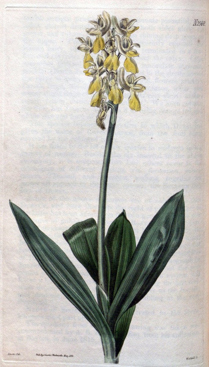 Curtis's botanical magazine. London ; New York [etc.] :Academic Press [etc.]. | "Botanical illustration" Botany Periodicals "Pictorial works" "Plants, Ornamental"  | Vintage Print Reproduction 451522