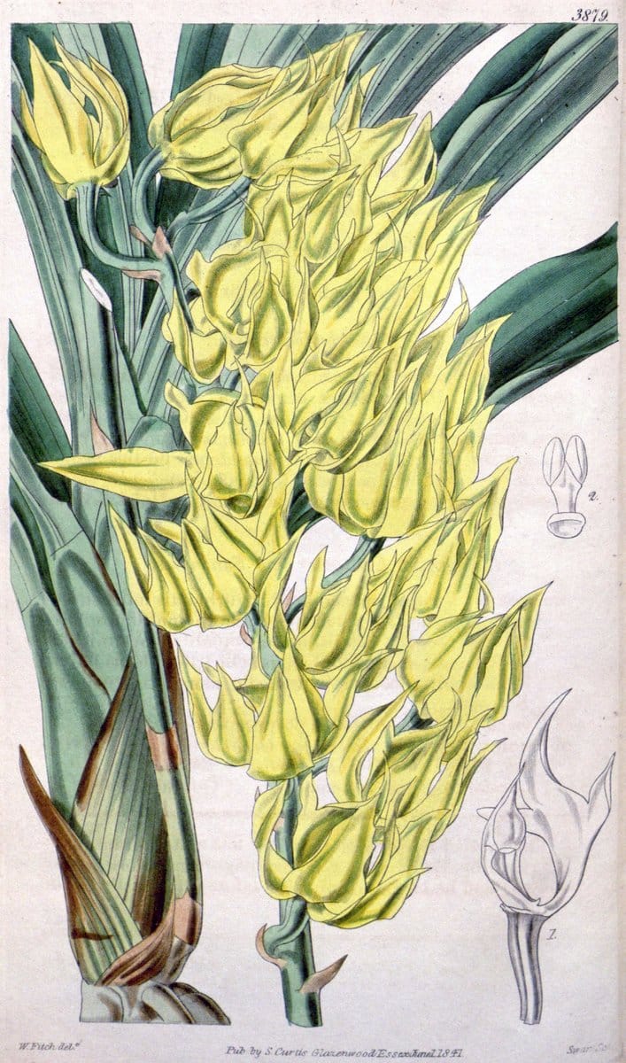 Curtis's botanical magazine. London ; New York [etc.] :Academic Press [etc.]. | "Botanical illustration" Botany Periodicals "Pictorial works" "Plants, Ornamental"  | Vintage Print Reproduction 451526