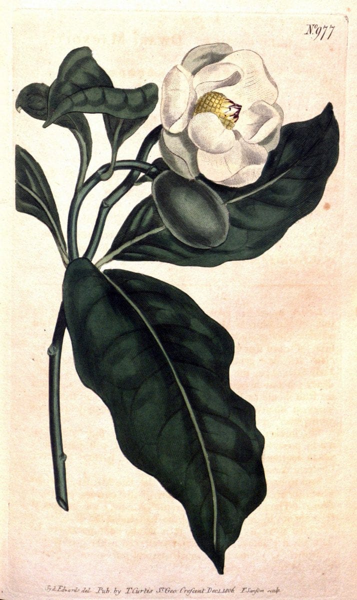Curtis's botanical magazine. London ;New York [etc.] :Academic Press [etc.]. | Botany Periodicals "Pictorial works"  | Vintage Print Reproduction 451527