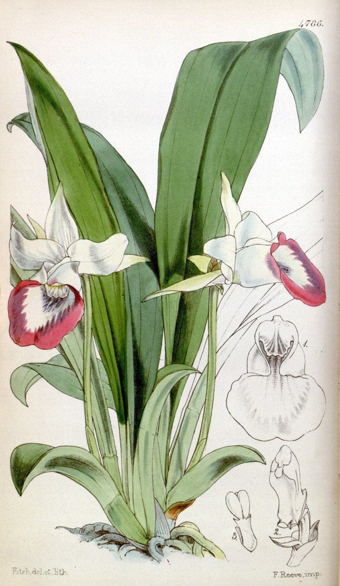 Curtis's botanical magazine. London ;New York [etc.] :Academic Press [etc.]. | Botany Periodicals "Pictorial works"  | Vintage Print Reproduction 451530