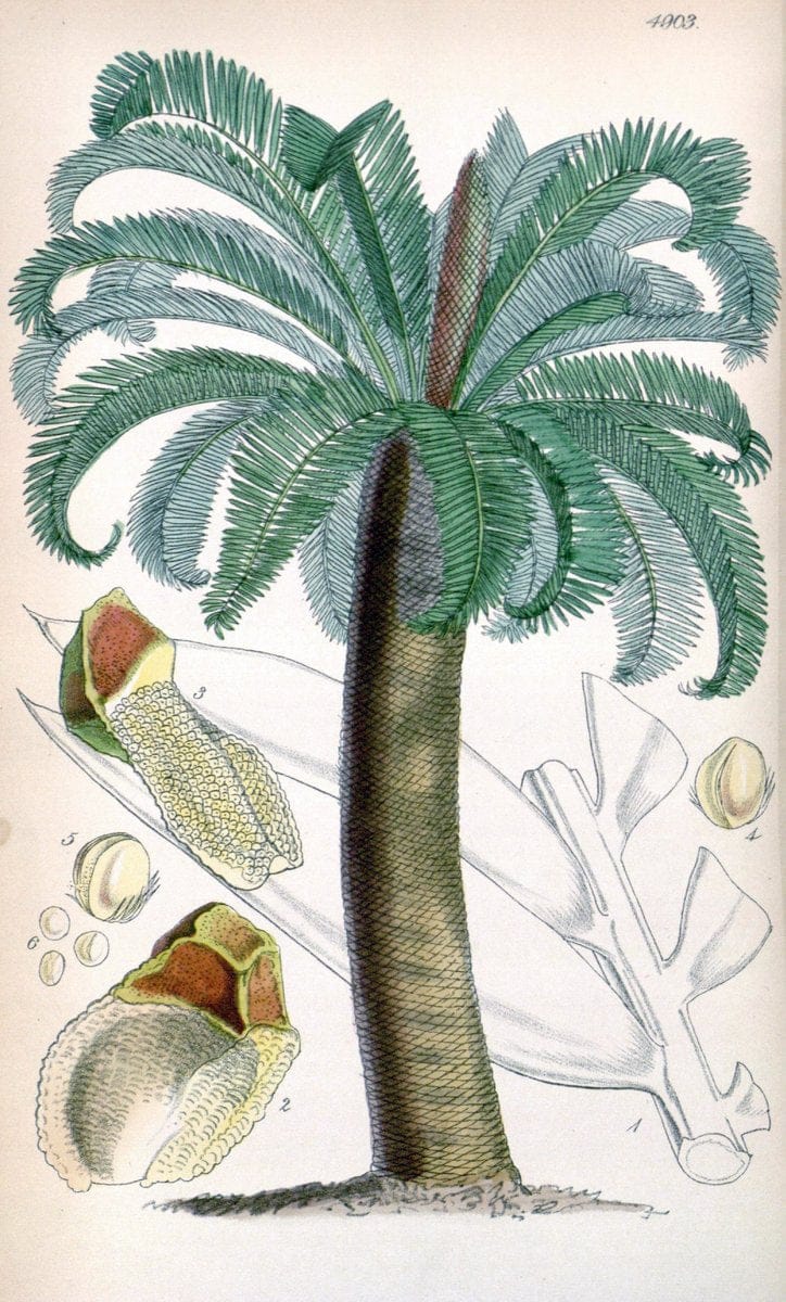 Curtis's botanical magazine. London ;New York [etc.] :Academic Press [etc.]. | Botany Periodicals "Pictorial works"  | Vintage Print Reproduction 451532