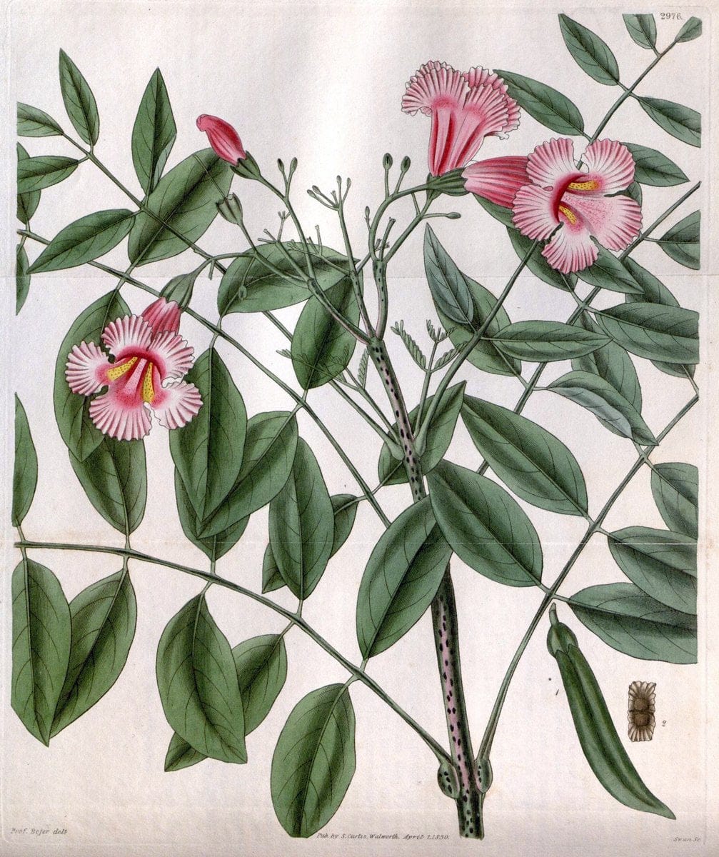 Curtis's botanical magazine. London ;New York [etc.] :Academic Press [etc.]. | Botany Periodicals "Pictorial works"  | Vintage Print Reproduction 451533