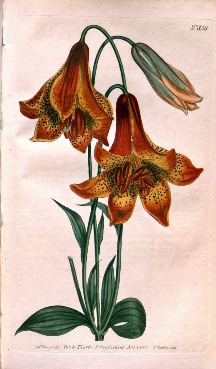 Curtis's botanical magazine. London ;New York [etc.] :Academic Press [etc.]. | Botany Periodicals "Pictorial works"  | Vintage Print Reproduction 451536