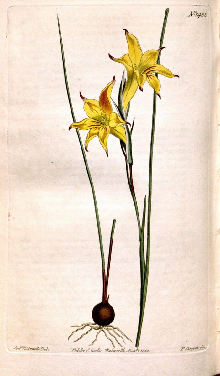 Curtis's botanical magazine. London ;New York [etc.] :Academic Press [etc.]. | Botany Periodicals "Pictorial works"  | Vintage Print Reproduction 451537