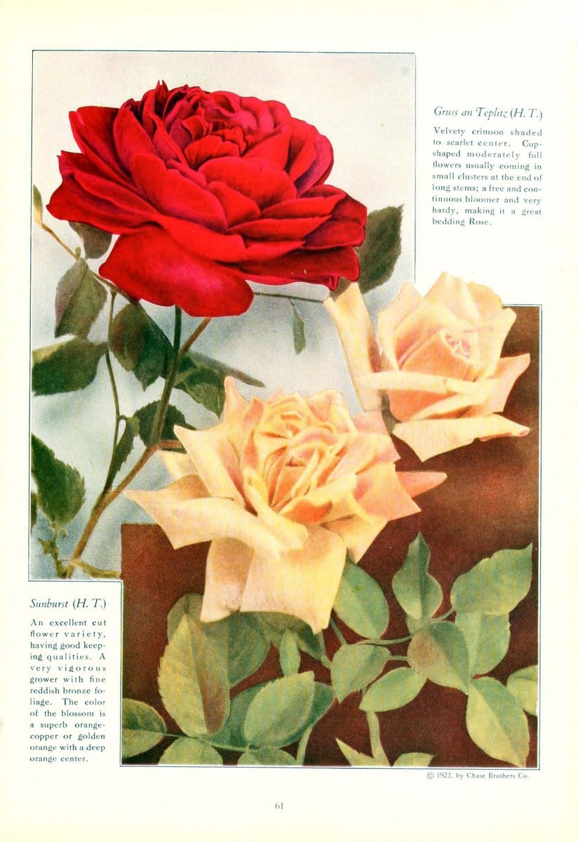 Chase fruit and flowers in natural colorsRochester, N.Y.,Chase brothers company[c1922] | Vintage Print Reproduction 451541