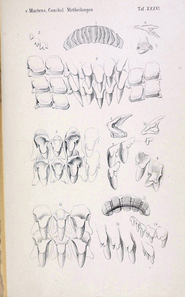 Conchologische Mittheilungen als Fortsetzung der Novitates conchologicae. bd 1 - 3.Cassell :T. Fischer,1880- . |  | Vintage Print Reproduction 451542