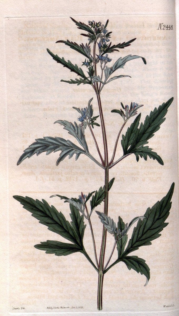 Curtis's botanical magazine. London ; New York [etc.] :Academic Press [etc.]. | "Botanical illustration" Botany Periodicals "Pictorial works" "Plants, Ornamental"  | Vintage Print Reproduction 451548