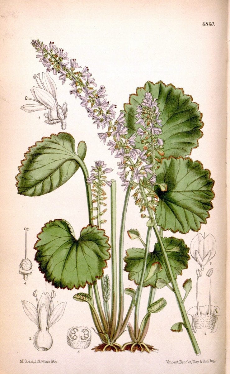 Curtis's botanical magazine. London ; New York [etc.] :Academic Press [etc.]. | "Botanical illustration" Botany Periodicals "Pictorial works" "Plants, Ornamental"  | Vintage Print Reproduction 451551
