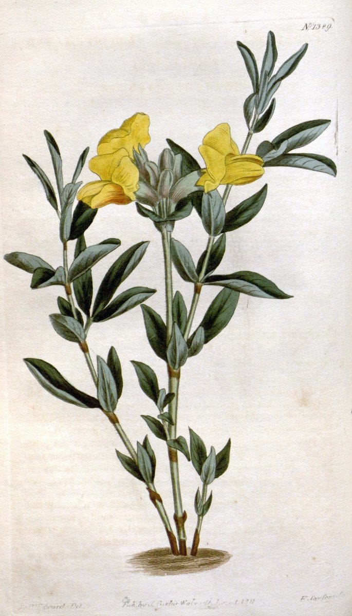 Curtis's botanical magazine. London ; New York [etc.] :Academic Press [etc.]. | "Botanical illustration" Botany Periodicals "Pictorial works" "Plants, Ornamental"  | Vintage Print Reproduction 451552
