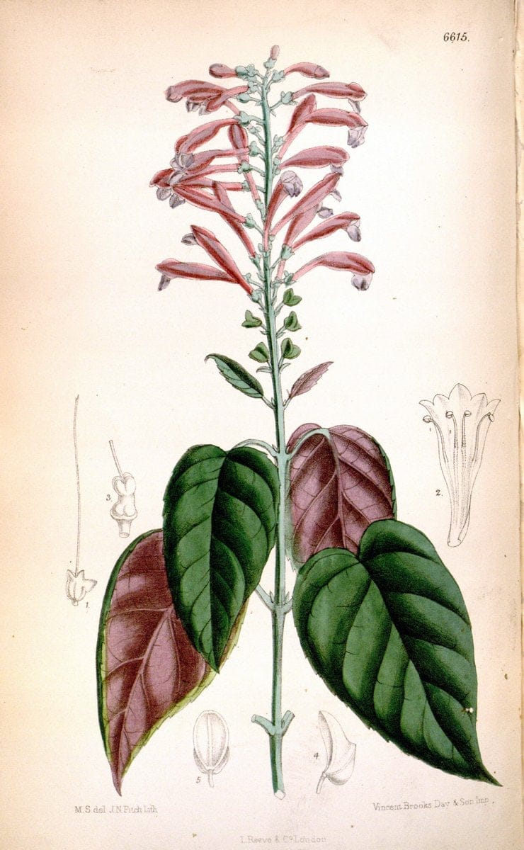 Curtis's botanical magazine. London ; New York [etc.] :Academic Press [etc.]. | "Botanical illustration" Botany Periodicals "Pictorial works" "Plants, Ornamental"  | Vintage Print Reproduction 451553