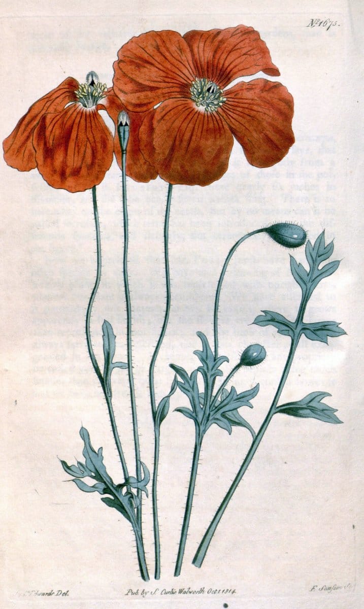 Curtis's botanical magazine. London ; New York [etc.] :Academic Press [etc.]. | "Botanical illustration" Botany Periodicals "Pictorial works" "Plants, Ornamental"  | Vintage Print Reproduction 451555